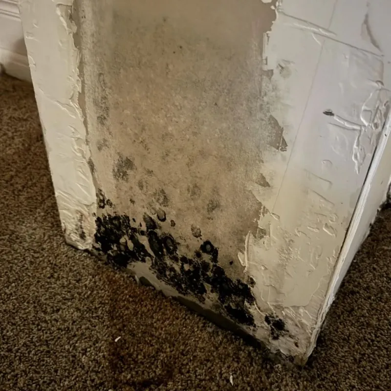 Professional Mold Removal in Kingston, IL
